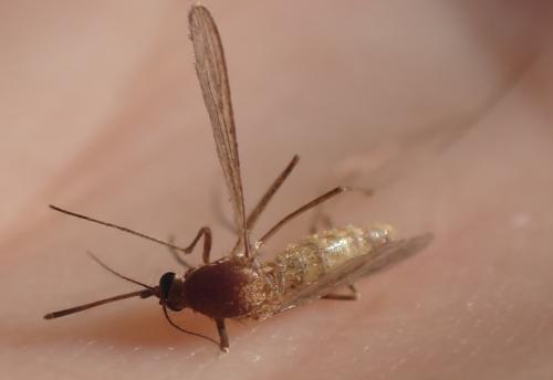 Réf. 346 726 : Culex sp.